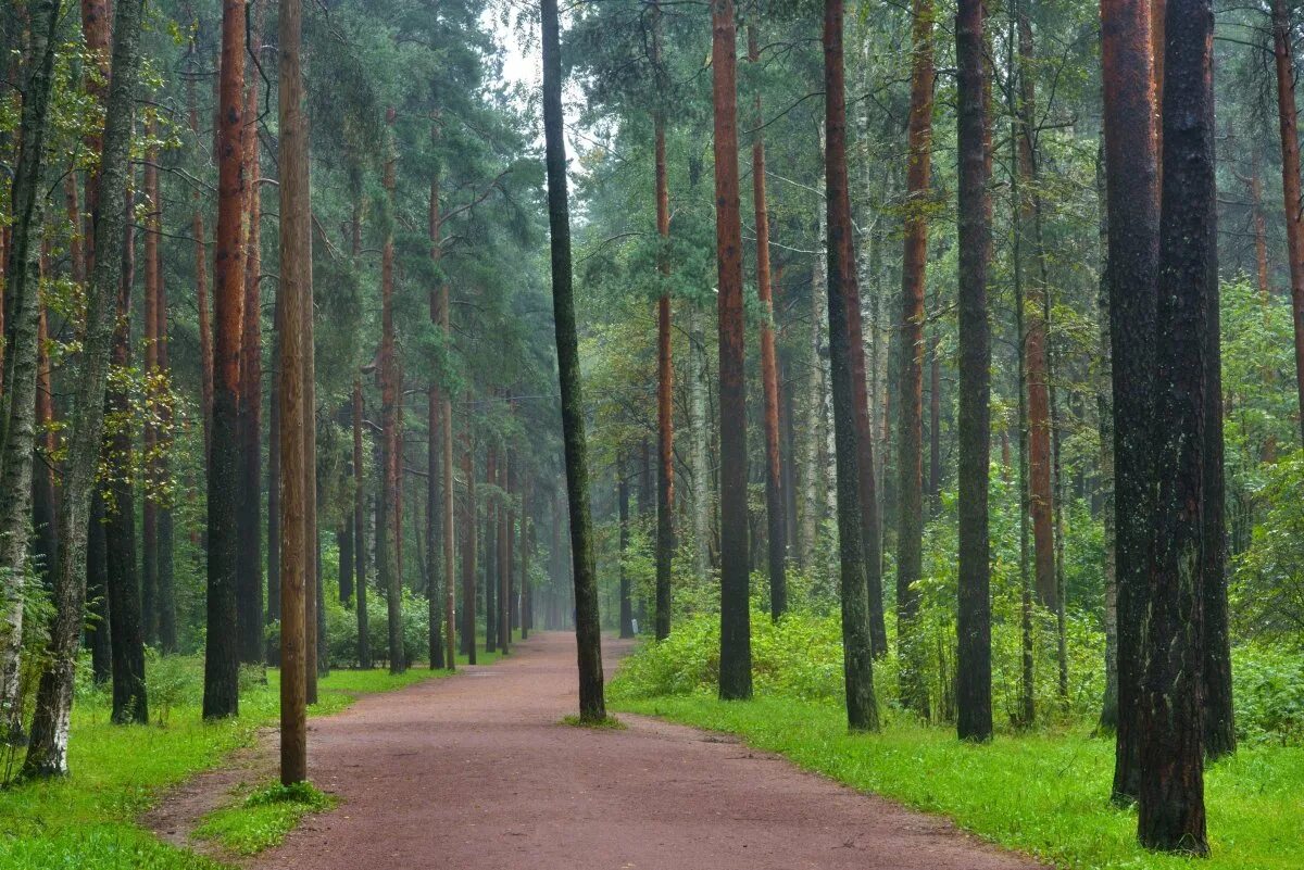 Сосновский парк в Санкт-Петербурге. Парк Сосновка Петербург. Лес Сосновка СПБ. Лесопарк Сосновка в СПБ.