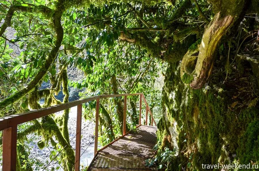 Тисо-самшитовая роща. Роща хоста. Тисо-самшитовая роща. Роща хоста. Роща хоста.