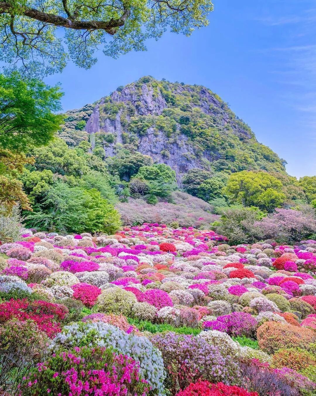 Природа Японии. Красивые растения. Природа цветы. Очень красивые растения. Много цветов в природе