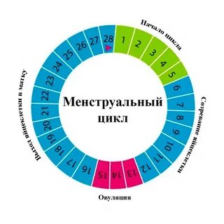 Женская овуляция и цикл: для планирующих беременность! 