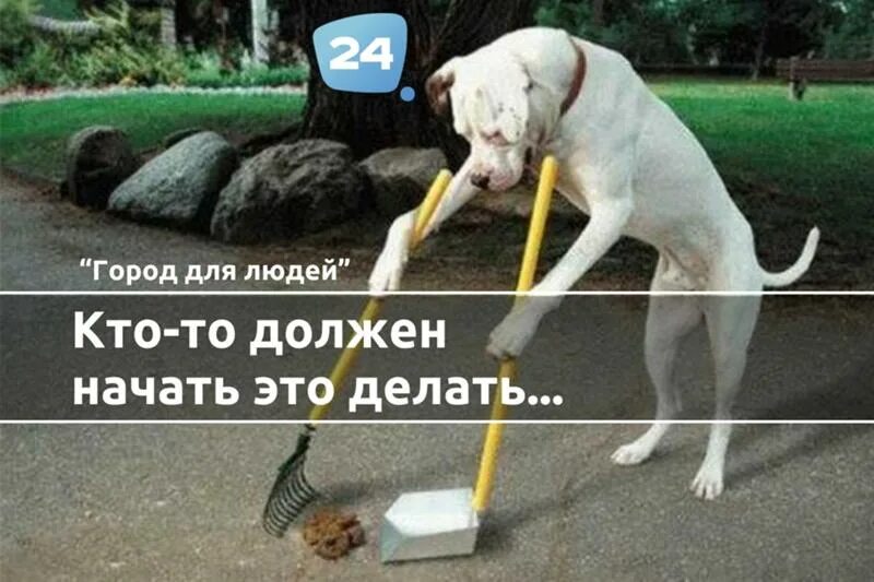Убирать собачьи какашки. Собака убирает за собой. убрать собачьи какашки.
