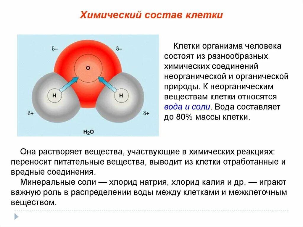 Химический состав клеток организма человека. Химический состав клетки. Состав клетки организма. Химический состав клетки человека.