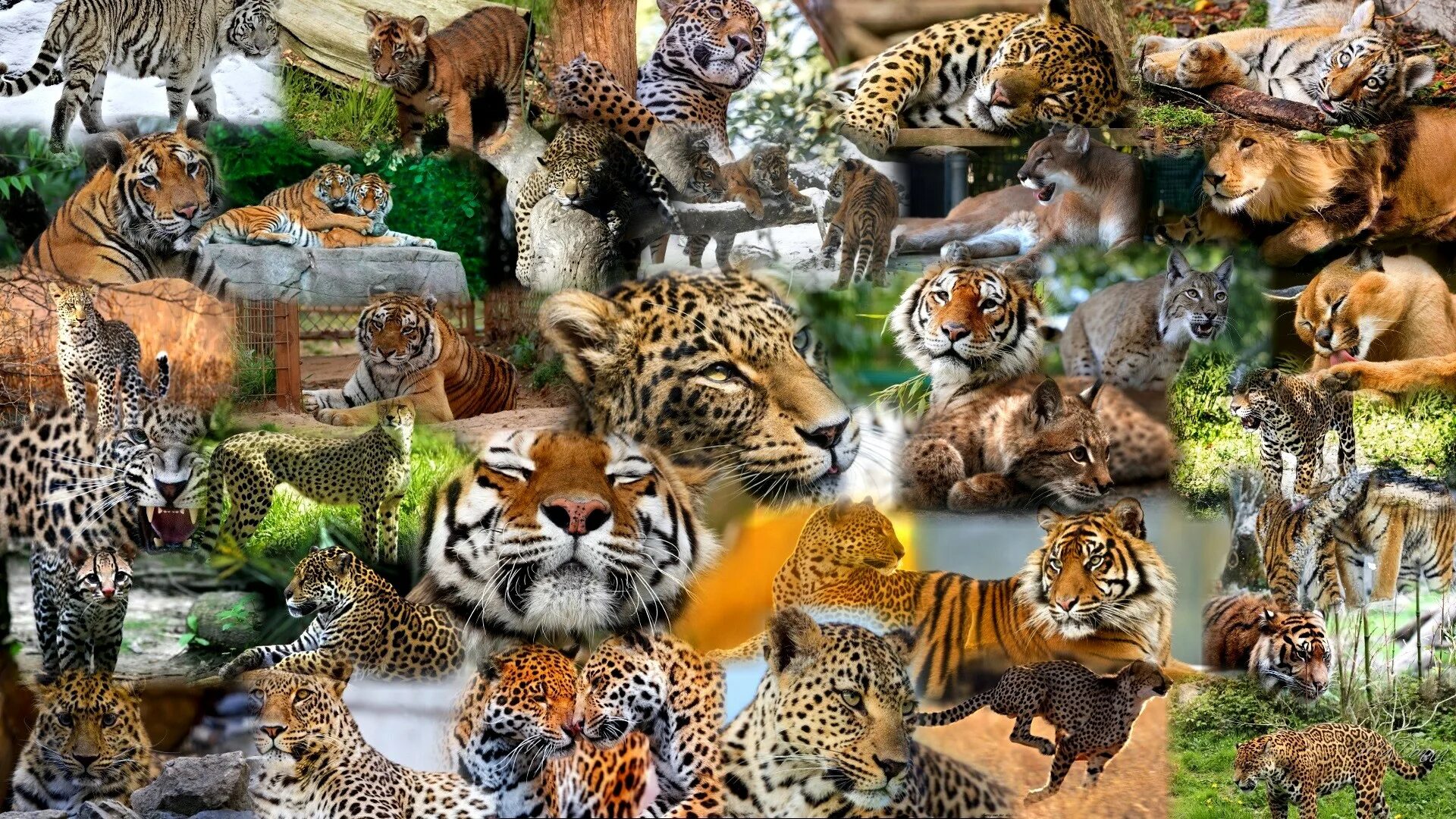 Где много звери. Много животных. Кошачье семейство. Dikoe jiwotnyye. Хищные животные.