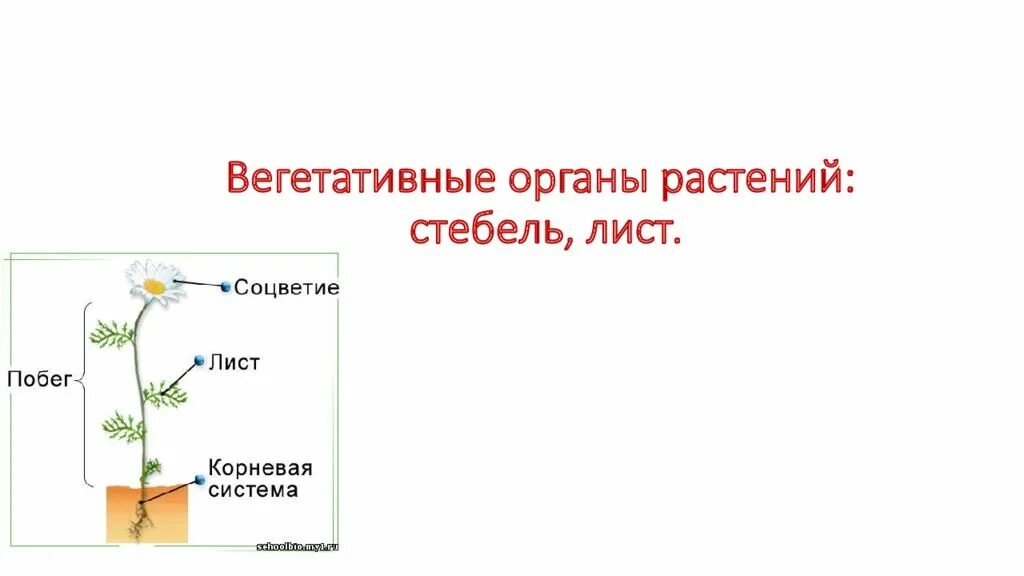 Установите соответствие вегетативные органы генеративные органы. Вегетативные органы растений студариум. Лист вегетативный орган растения. Вегетативные органы растений стебель. Корень вегетативный орган растения.