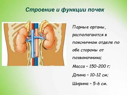 Почки это в биологии 8 класс