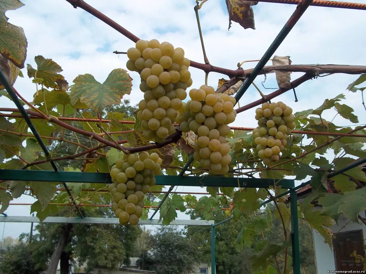 Виноград арк. Виноград на перголе формировка. Хасанский Боуса виноград. Виноградная лоза арка. Ахтанак виноград.