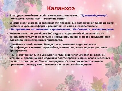 Что лечит каланхоэ