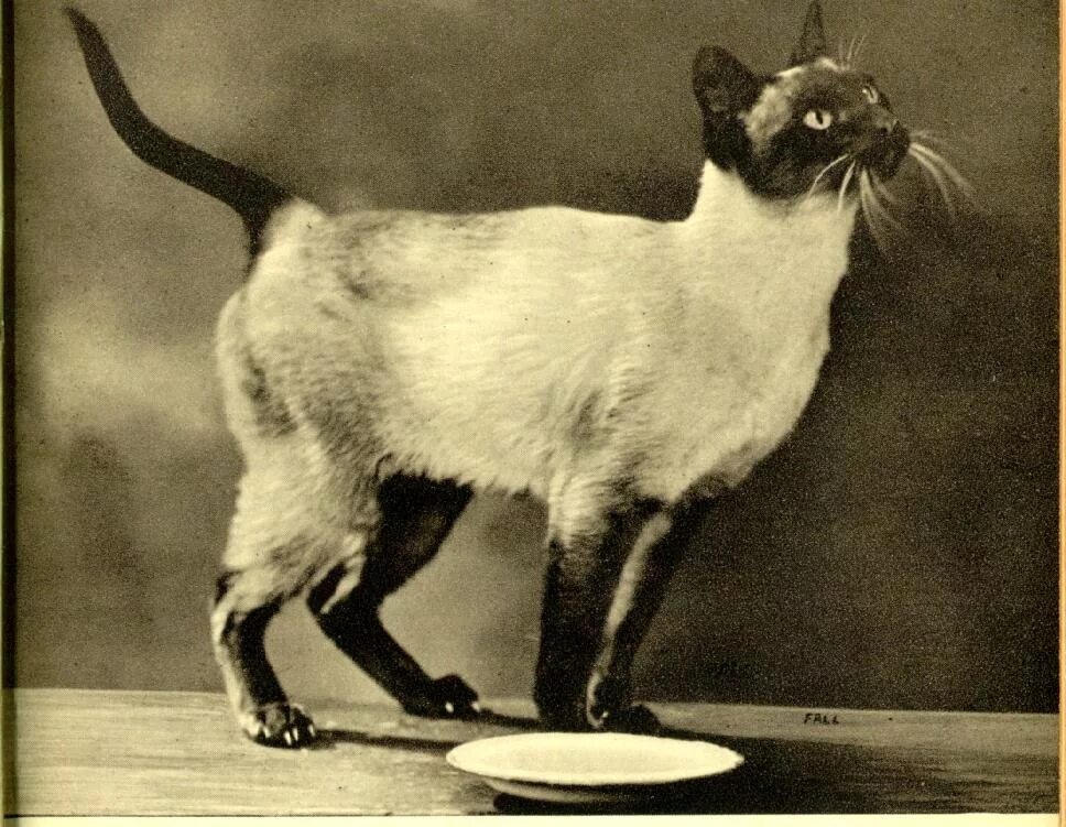 История 1 кошки. Сиамская кошка стандарт. Сиамская кошка стандарт породы. Сиамская кошка в рост. Сиамский тайский кот старый.