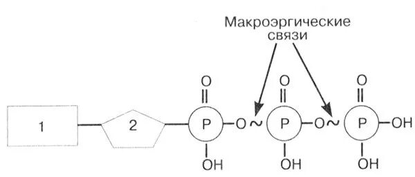Имеет макроэргические связи конечный акцептор. Макроэргические связи в молекуле атф. Имеет макроэргические связи конечный акцептор. Макроэргические связи в адф. Макроэргические соединения.