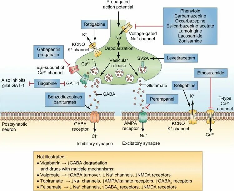 Mechanism of action. Противоэпилептические препараты механизм действия. Механизм действия противоэпилептических средств схема. Механизм действия цитиколина. Mechanism of Action of antiepileptic drugs.