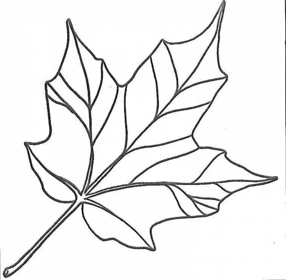 Черно белые картинки листьев. Рисунки листьев. Кленовый лист раскраска. Листья контур. Лист клена раскраска.