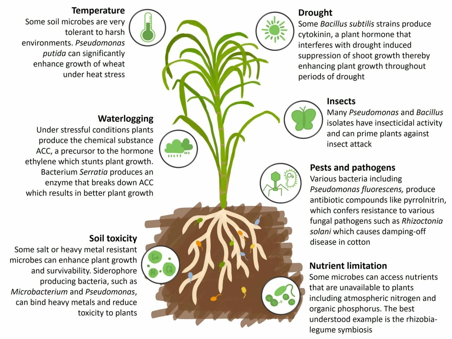 Provided plants. PGPR бактерии. Soil bacteria. Nutrient Soil. Plant growth-promoting bacteria.