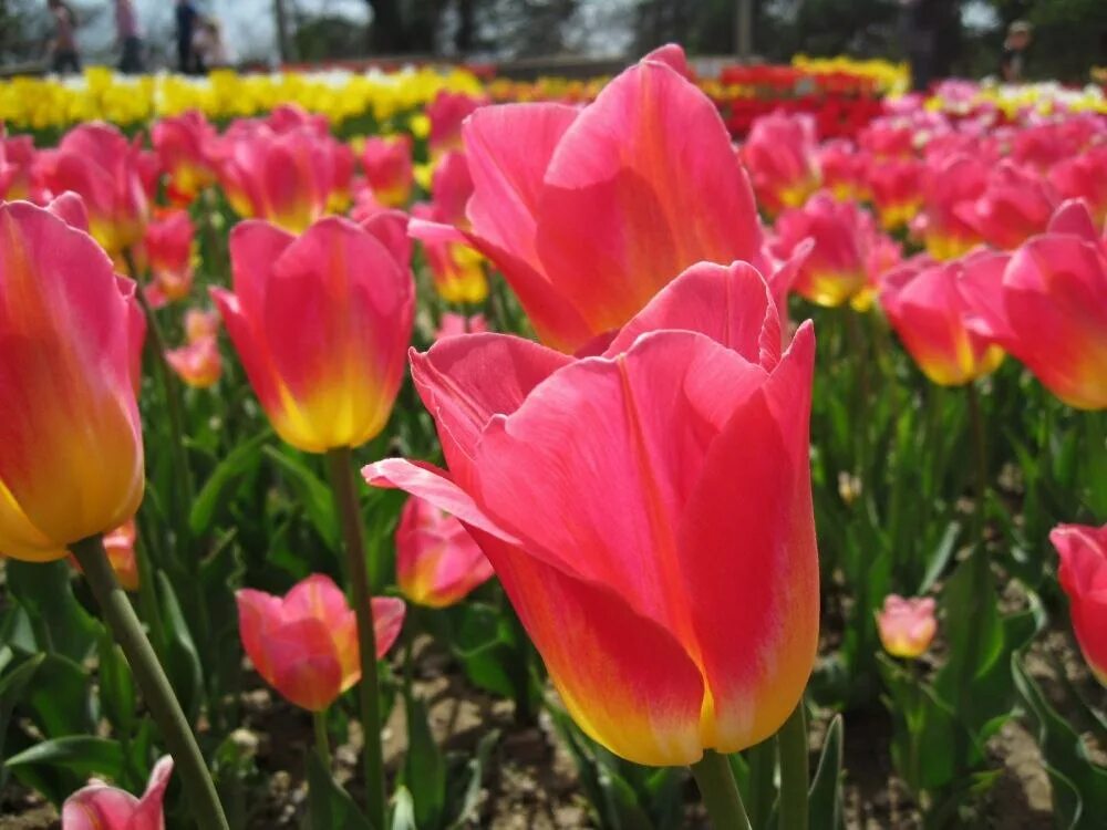 Тюльпан дарвинов гибрид парад. Тюльпан парад дарвинов. Сорт тюльпана ван эйк. Никитский ботанический сад фестиваль тюльпанов. Тюльпаны парад дарвиновы гибриды.