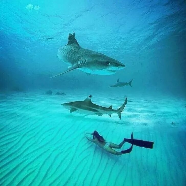 Есть ли акулы в египте. Тигровая акула Хургада. Египет красное море акулы.