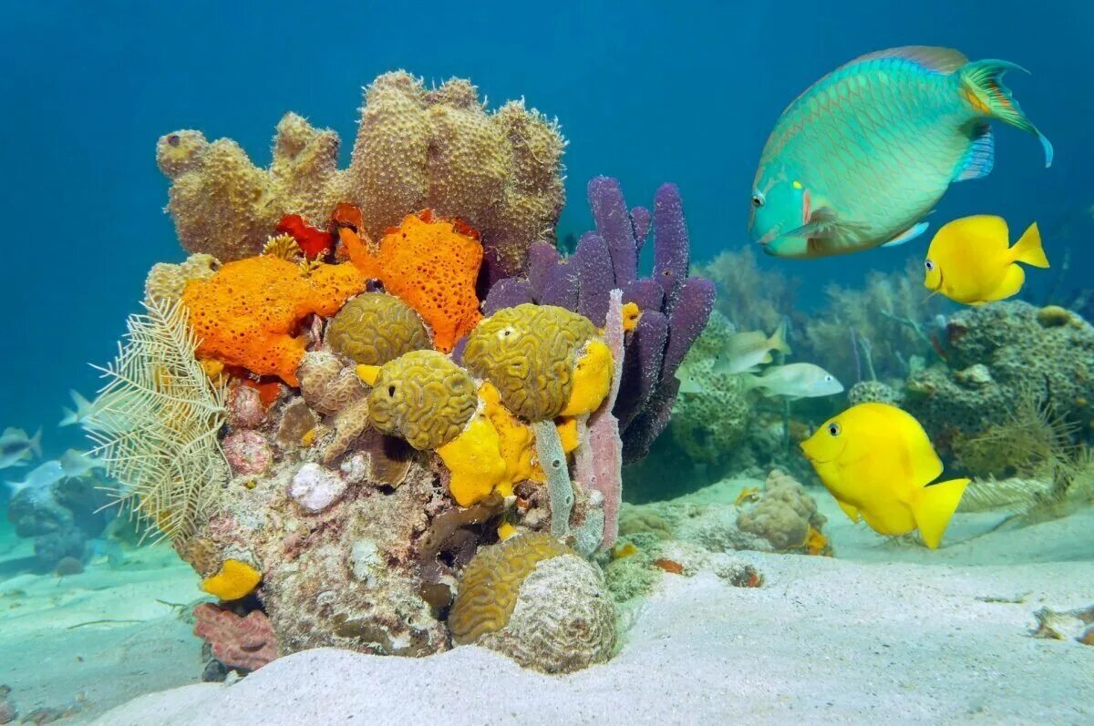 Underwater coral. Подводный мир кораллы. Тропические рыбы. Красивые морские рыбы. Кораллы и рыбы.