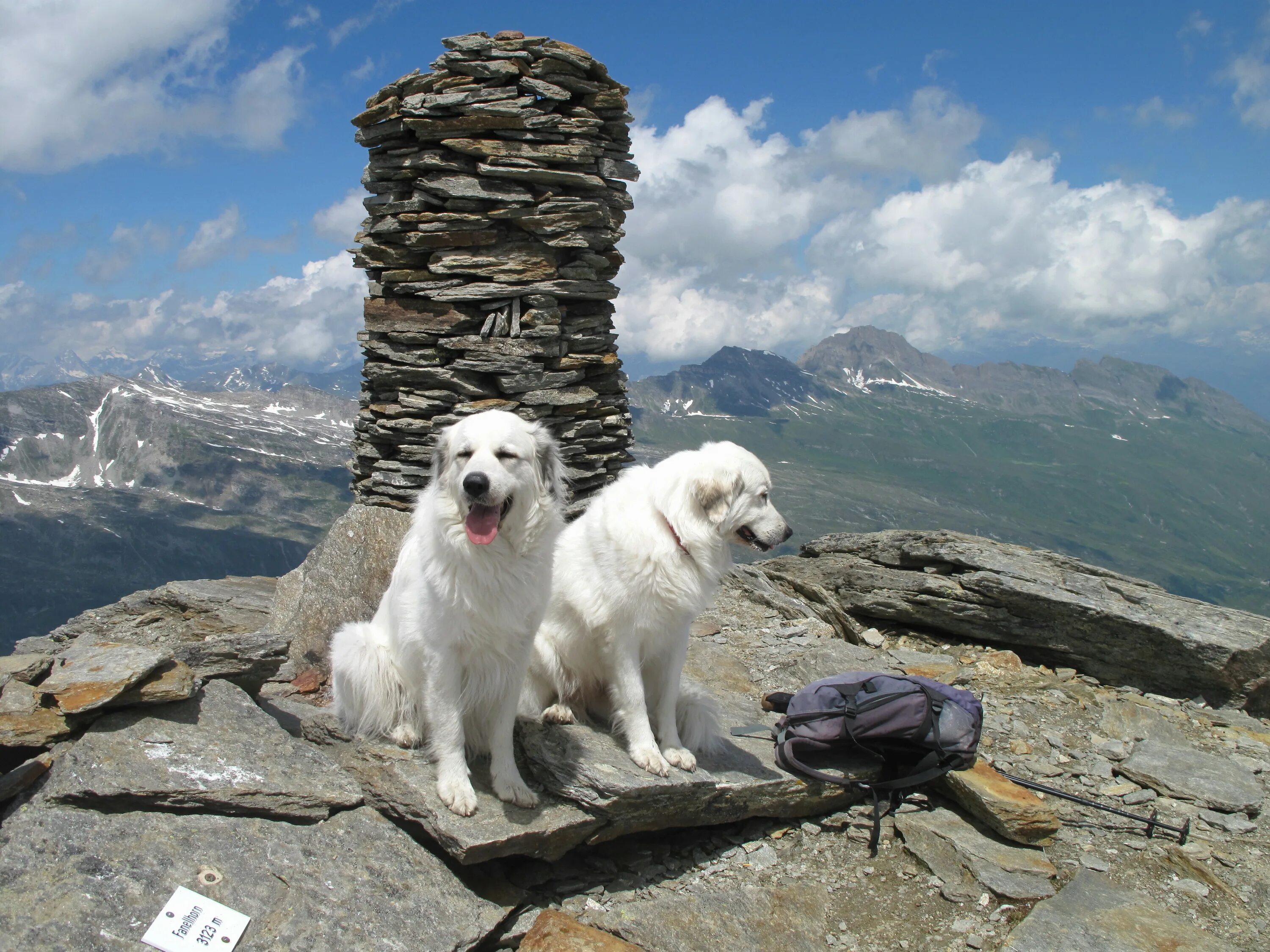Собака горно алтайск. Грузинская Горная овчарка. Нагази Грузинская овчарка. Собака в горах. Белая собака в горах.