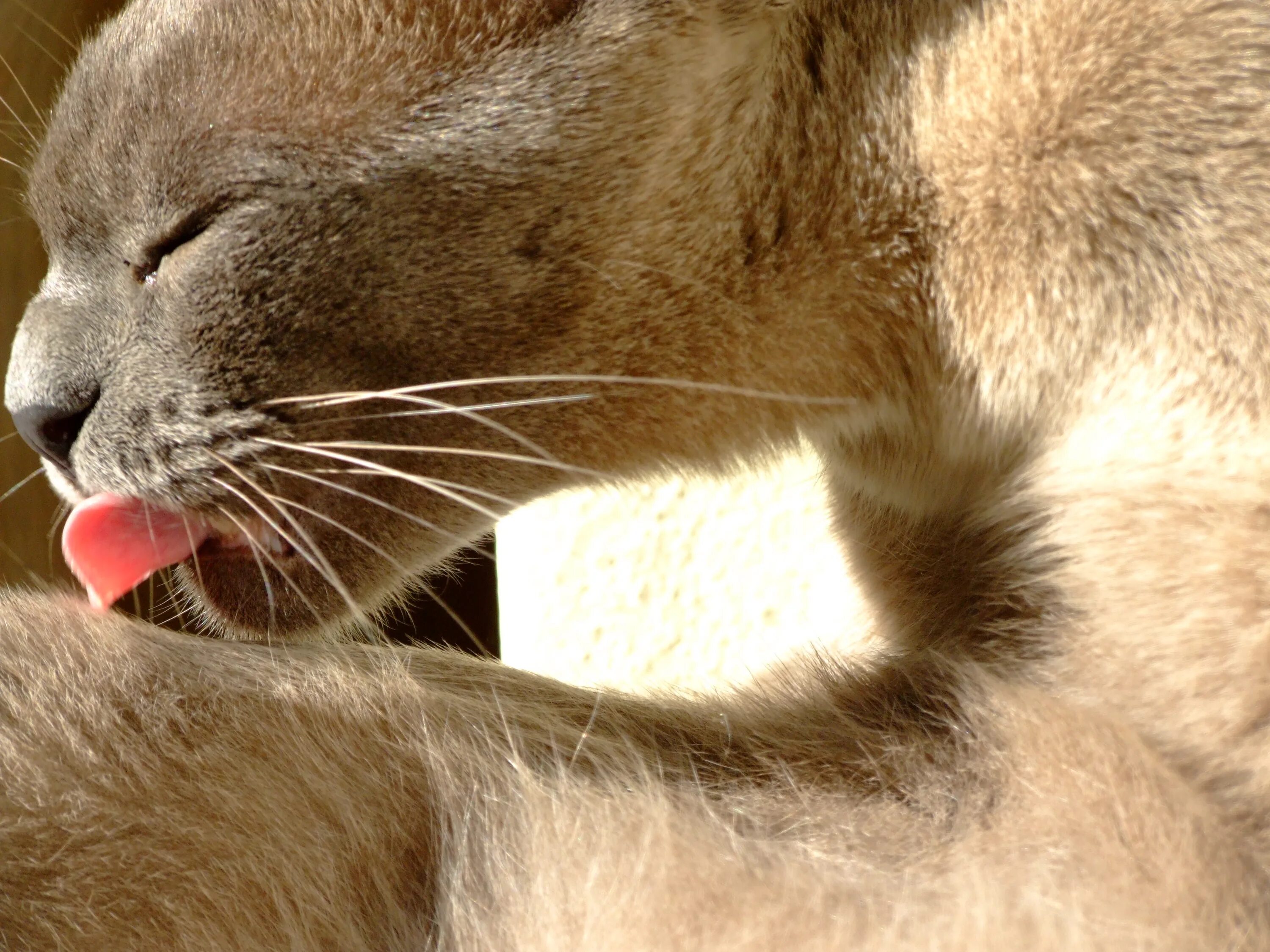 1 lick