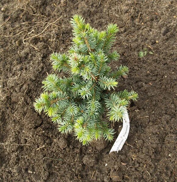 ель сербская picea omorika. изречение философа рене декарт. ель колючая скотти. ель ситхинская танхоф. ели рене.