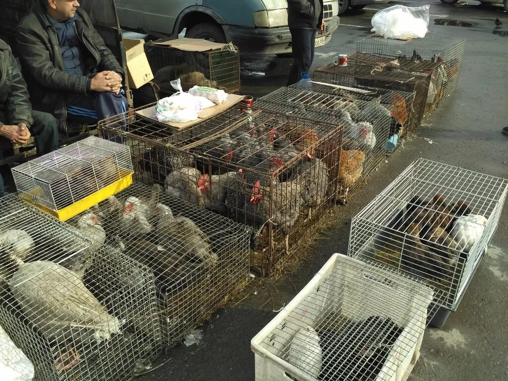 Птичий рынок. Птичий рынок в Москве. Птичий рынок птицы. Птичий рынок кролики. Продажа живой птицы