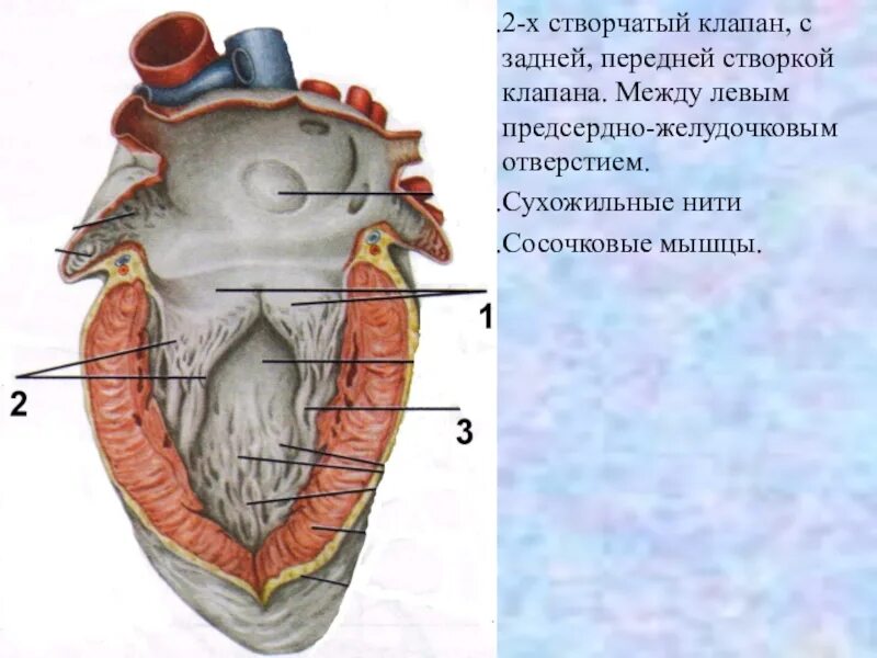 Створчатые клапаны. Сосочковые мышцы и сухожильные нити. Клапаны сердца человека анатомия. Клапан правого предсердно желудочкового отверстия