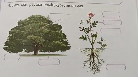 Емен мен