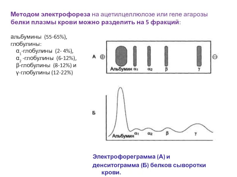 Электрофорез иисус текст. Электрофорез белков сыворотки крови биохимия. электрофорез белков плазмы крови. электрофорез белков сыворотки крови норма. электрофорез белков сыворотки крови (белковые фракции).
