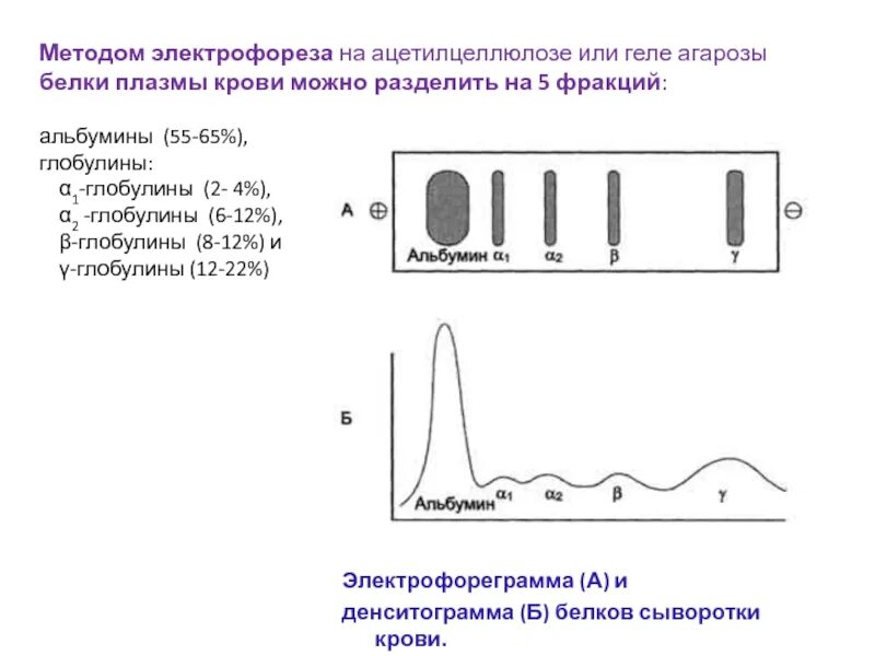 Тест песня электрофорез. Электрофорез белков плазмы крови. Белковые фракции методом электрофореза. Электрофорез белков сыворотки крови норма. Электрофорез белков сыворотки крови биохимия.