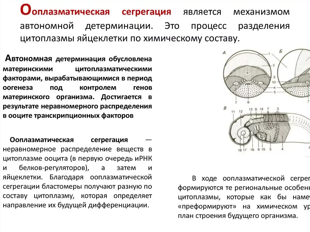 Осуществляется направленное перемещение и дифференцировка клеток