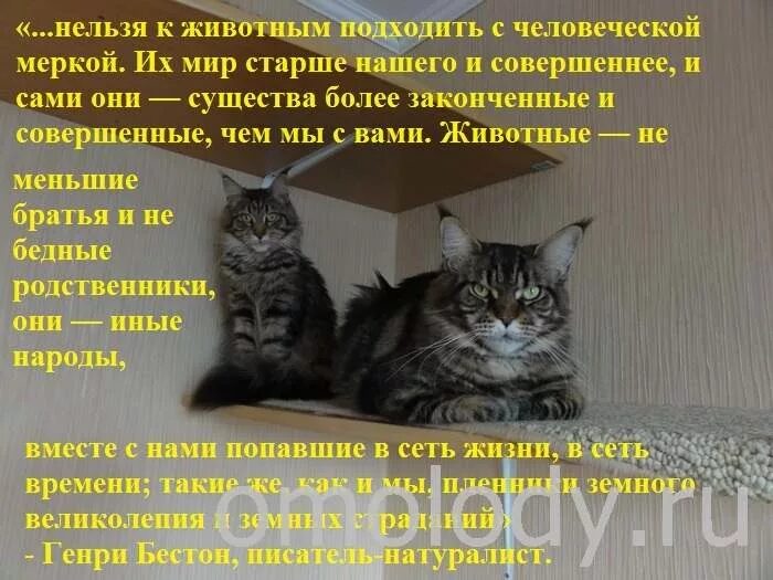 Любовь к животным цитаты. Цитаты про животных. Будьте добрее к животным. Отношение к животным цитаты. Отношение к животным цитаты.