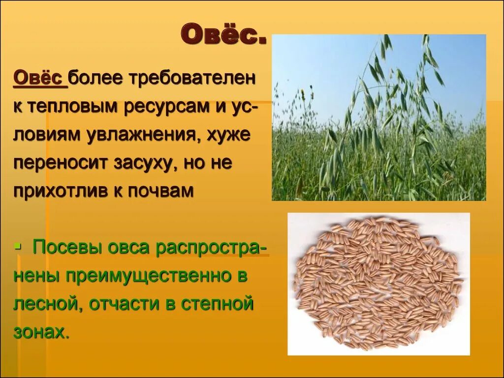 Задачи овса. Зерновые культуры 3 класс овес. Овес описание. Овес краткое описание. Овес для презентации.