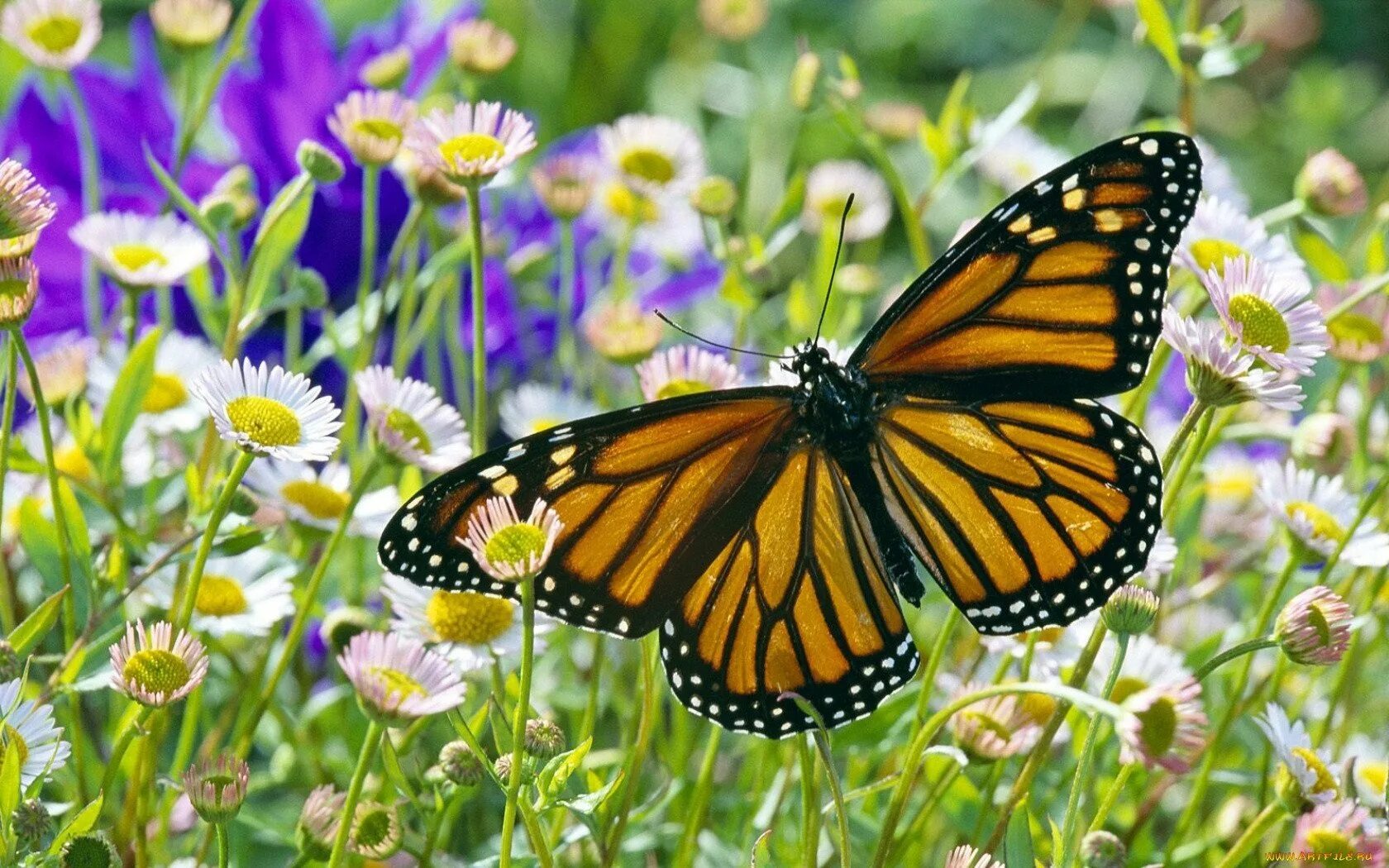 Цветочный луг с бабочками. Луг с бабочками. Цветы бабочки луга. Бабочки на лугу. Цветы бабочки луга.