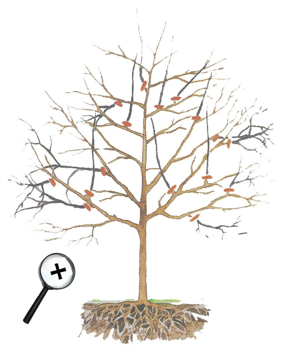 Обрезка старых яблонь для начинающих. Обрезка плодовых деревьев яблонь. Обрезка яблони осенью. Весенняя обрезка плодовых деревьев яблоня. Подрезка яблонь весной схема.