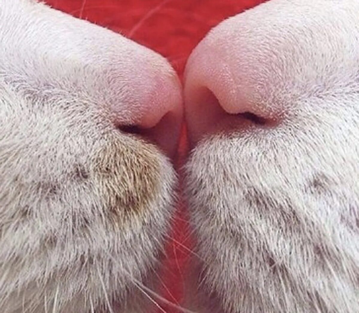 Кошачий носик. Носики котиков. Нос кота. Поцелуй кота.