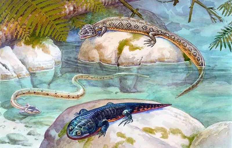 амфибии впервые появляются