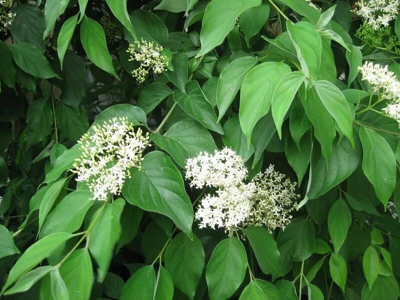 Это растение было притягательным для итальянских женщин. Cornus racemosa. Cornus alternifolia. Соцветие кизила. Куст с крупными листьями.