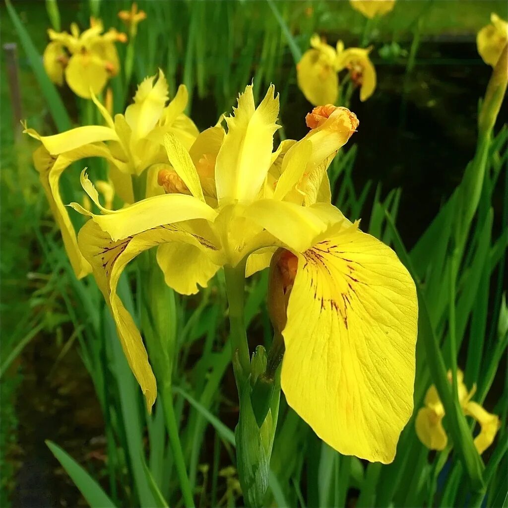 цветы желтые листья длинные. лилейник вассав айленд. красоднев миддендорфа. цветы желтые листья длинные. цветы желтые листья длинные.