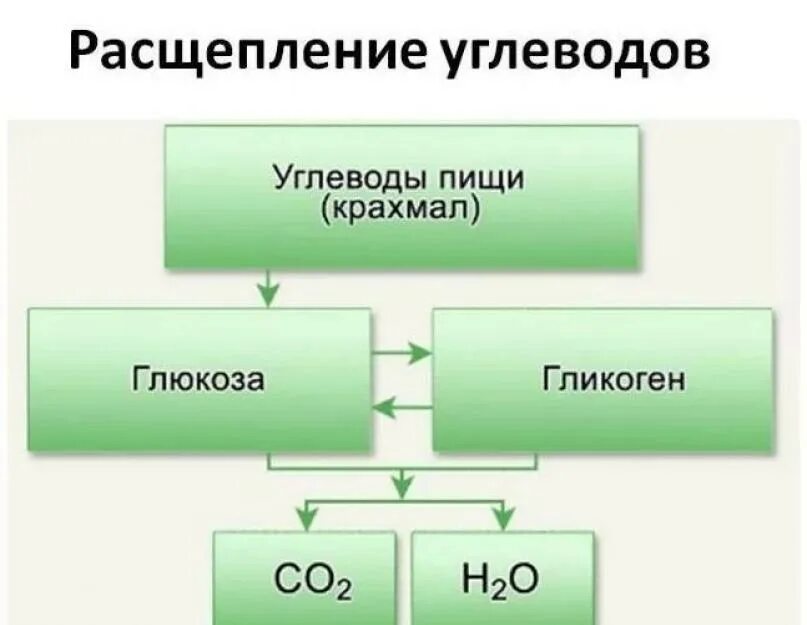 В каком отделе начинается расщепление углеводов. Углеводы расщепляются ферментами. этапы расщепления углеводов. деление углеводов. расщеп углеводы.