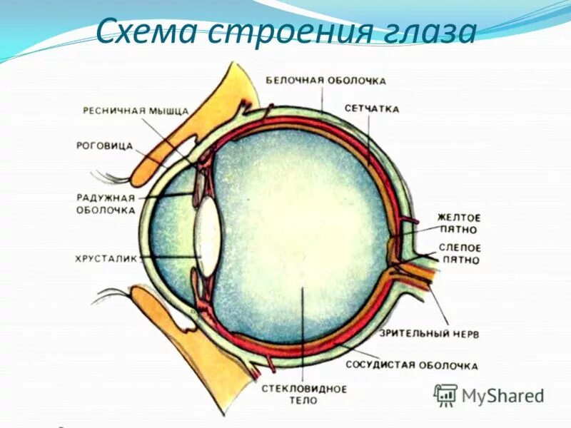 Сетчатка белочная оболочка сосудистая оболочка. Структура глазного яблока схема. Строение зрительного анализатора глазное яблоко. Строение периферического отдела зрительного анализатора глаза схема. Строение глазного яблока биология 8 класс.