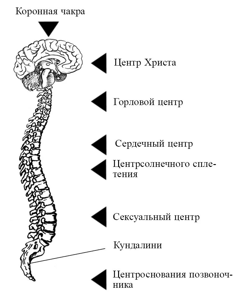 Горловой центр. Кундалини позвоночник. Чакра (центр психической энергии). Коронная чакра. Чакры на позвоночнике.