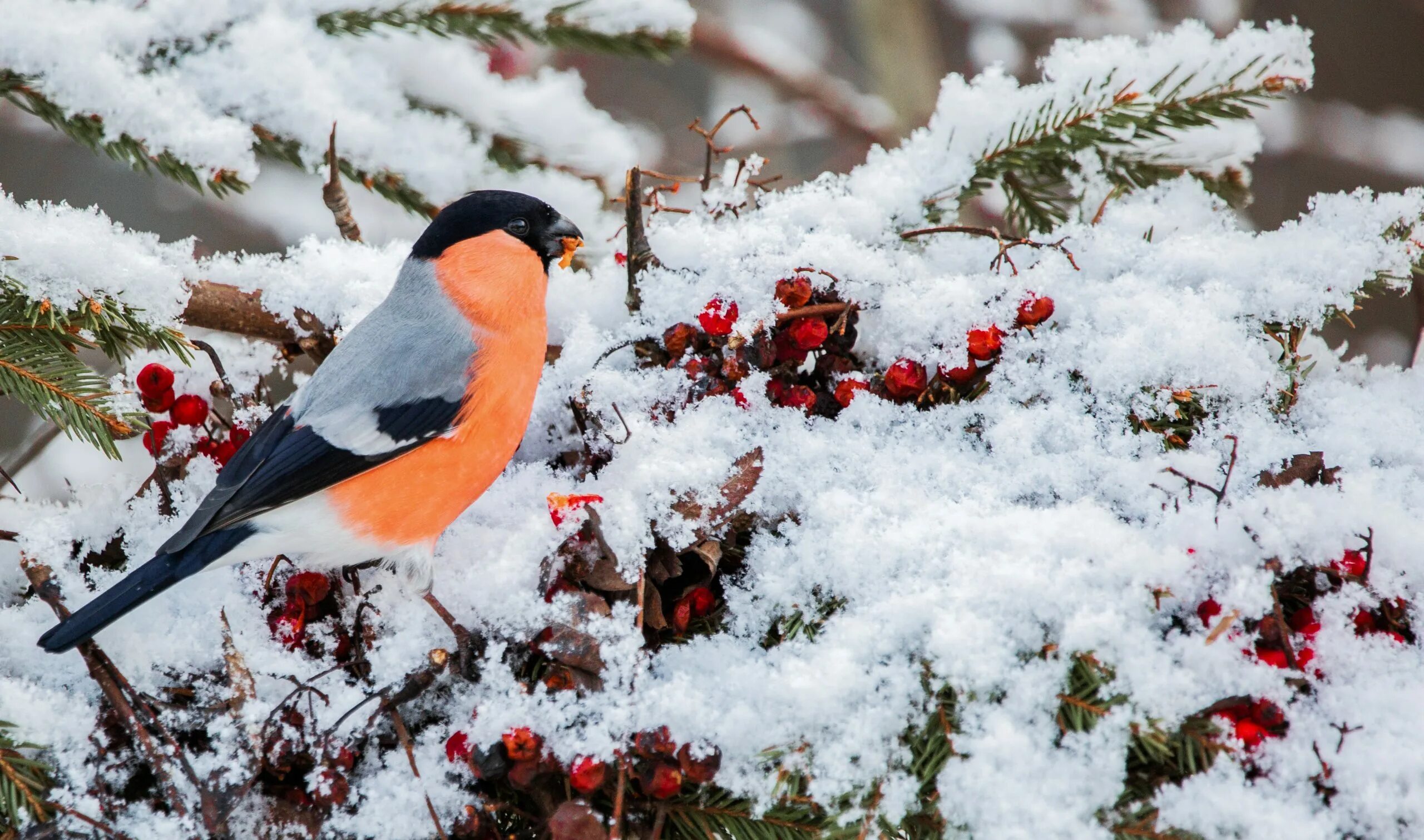 Птицы зимой в лесу. Снегири тушино сегодня. Снегирь на заснеженной ветке. Снегири тушино сегодня. Снегири зимой.