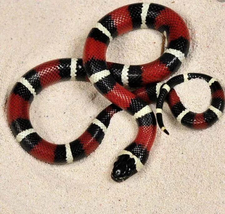 Летающая змея Chrysopelea pelias Pet snake, Beautiful snakes, Cute reptiles