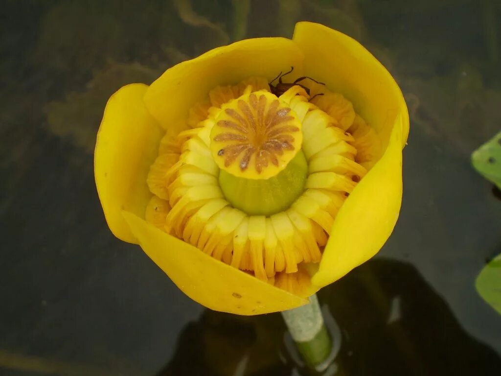 Кубышка (Nuphar). Кубышка жёлтая. Кубышка желтая водяная Лилия. Кубышка жёлтая - Nuphar luteum,. Кубышка гигантская