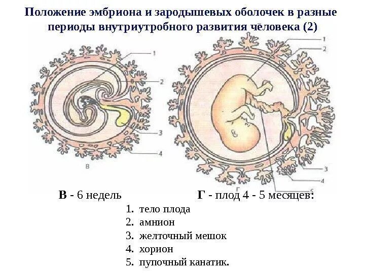Элементы плода