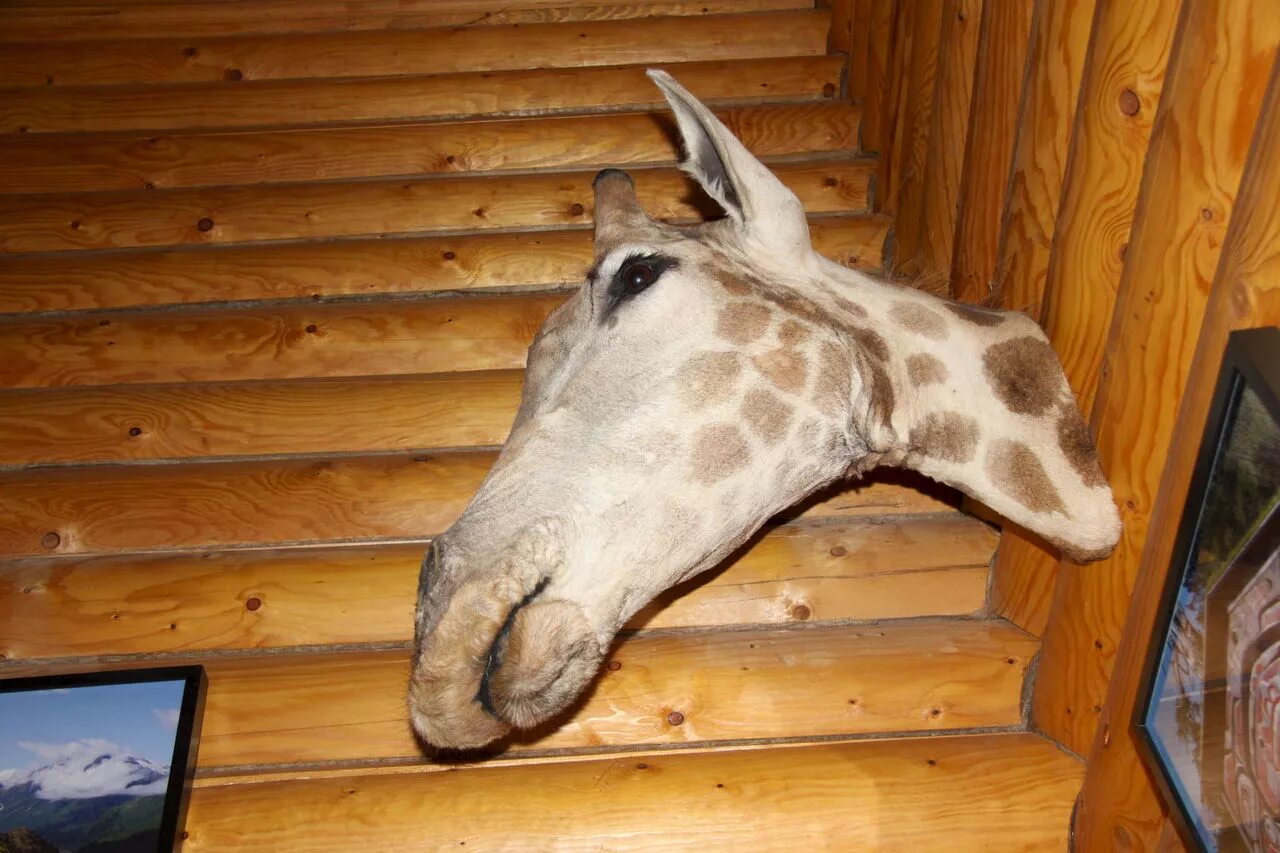 Чучело жирафа. Чучело жирафа. Жираф lifesize. Чучело жирафа. Жираф сафари в зоопарке.