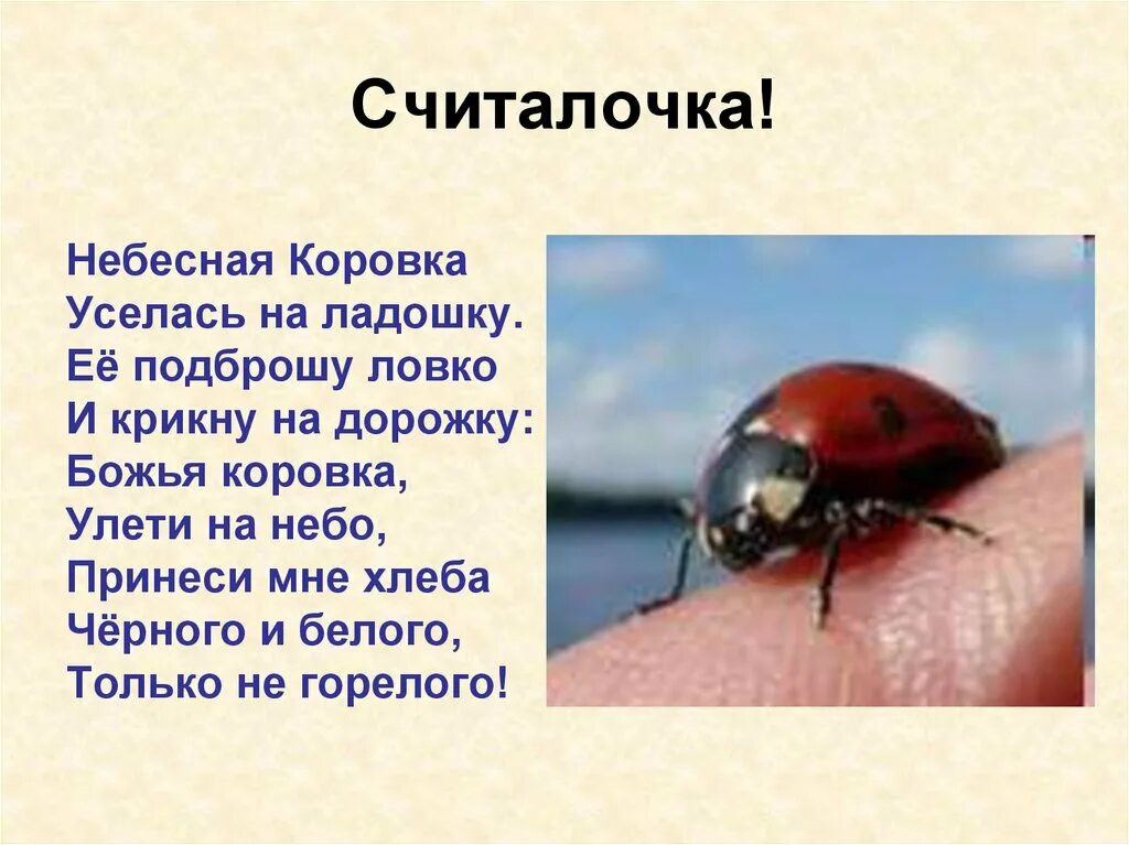 Стишок божья коровка улети на небо. Божья коровка полети на небо там. Божья коровка улети на небко. Народные приговорки 3 класс. Божья коровка полети на небо там.