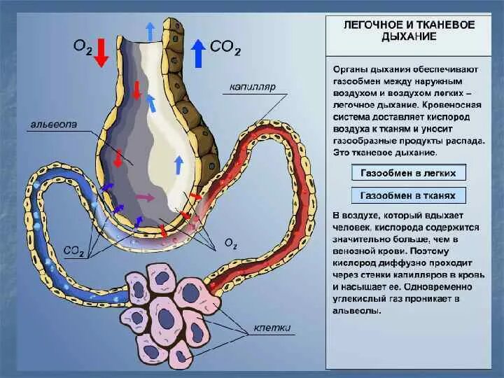 Обмен газов между легочным воздухом и. Рис. Лёгочное и тканевое дыхание. Легочное и тканевое дыхание схема. Газообмен в альвеолах легких. Процесс газообмена в альвеоле.