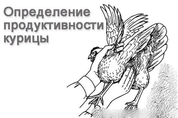 Как определить возраст курицы по внешнему виду. Лонная кость несушек. лонные кости у курицы. лонные кости курицы несушки. лонная кость у кур.