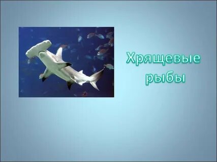 Жабры класс хрящевые рыбы