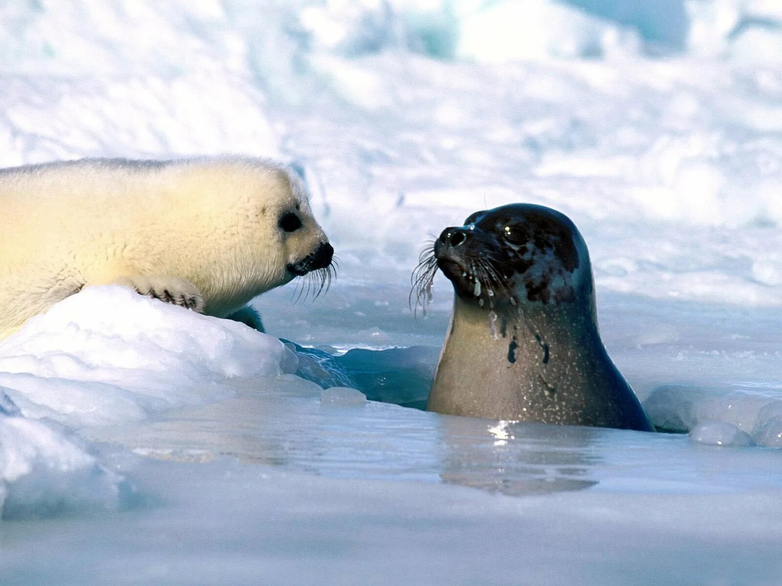 Гренландский тюлень Нерпа. Ластоногие Гренландский тюлень. Арктическая Гренландский тюлень. Тюлень арктических пустынь.