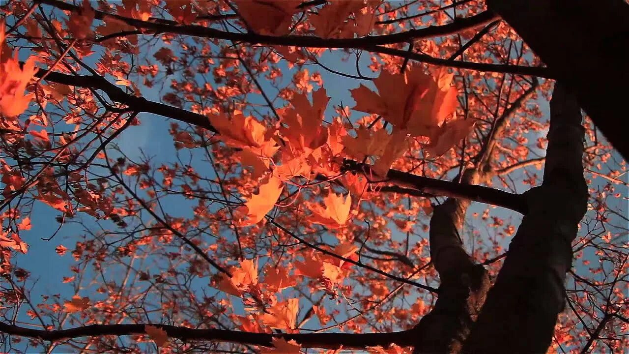 Осенний лиственный лес. Осень в чикаго. Видео осень с ютуба. Осеннее видео. Ютуб видео осень.